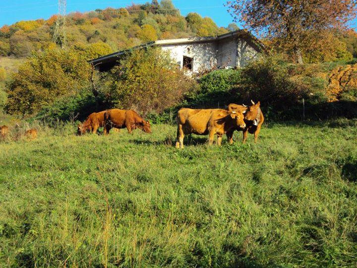 Agriturismo La Part 산 제노 디 몬타냐 외부 사진
